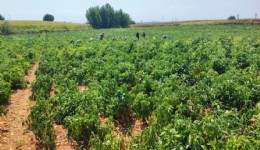 Adana'da 1 ton salçalık biber çalındı