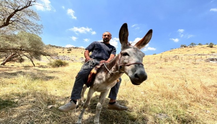 Ankara’da kaybolan eşek Protokol Yolu’nda bulundu