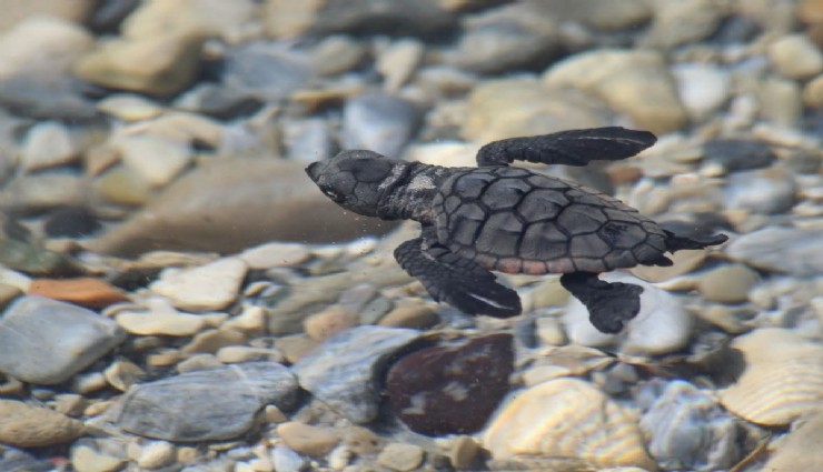 Aydın'da 214 yavru caretta denizle buluştu