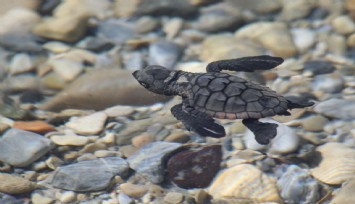 Aydın'da 214 yavru caretta denizle buluştu