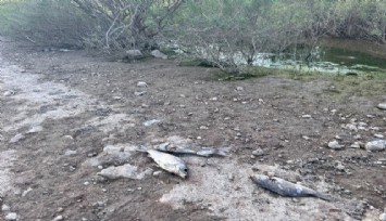 Ayvacık Barajı’nda endişelendiren görüntü: Yüzlerce balık kıyıya vurdu