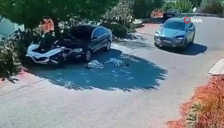 Bodrum'da otomobiliyle 2 köpeği ezdi geçti