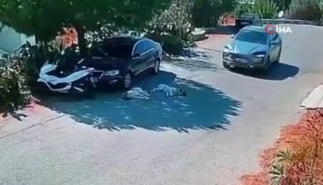 Bodrum'da otomobiliyle 2 köpeği ezdi geçti