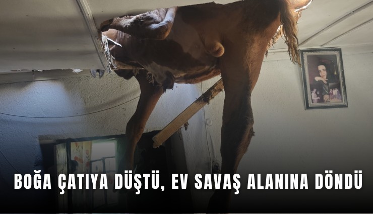 Boğa çatıya düştü, ev savaş alanına döndü