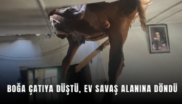 Boğa çatıya düştü, ev savaş alanına döndü