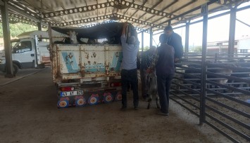 Gediz Belediyesi duyurdu: Hayvan pazarı artık pazartesi açılacak