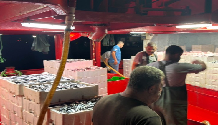 Hamsi avında kota dönemi başladı