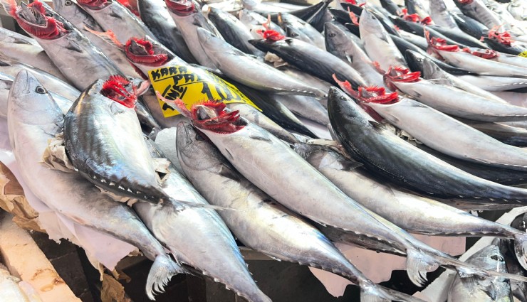 İzmir’de palamut bereketi: Tanesi 100 liradan tezgahlarda