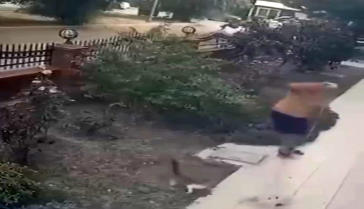 İzmir’de yavrularıyla duran anne kediye tekme atıldı