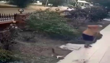 İzmir’de yavrularıyla duran anne kediye tekme atıldı
