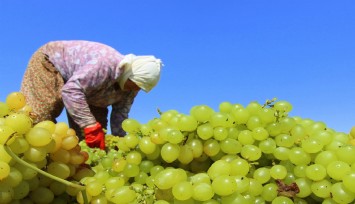 Kuru üzüm alım fiyatını açıklandı: 80 TL’den başlayacak