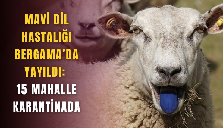 Mavi dil hastalığı Bergama’da yayıldı: 15 mahalle karantinada
