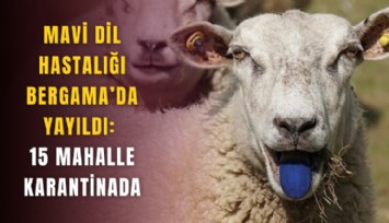 Mavi dil hastalığı Bergama’da yayıldı: 15 mahalle karantinada