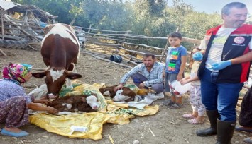 Muğla’da buzağılar için seferberlik başlatıldı
