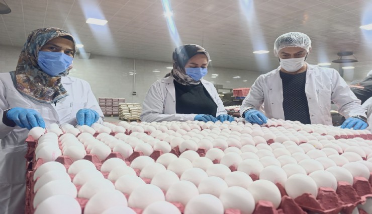 Yumurta fiyatları için dikkat çeken açıklama: Kısa vadede zam beklenmiyor